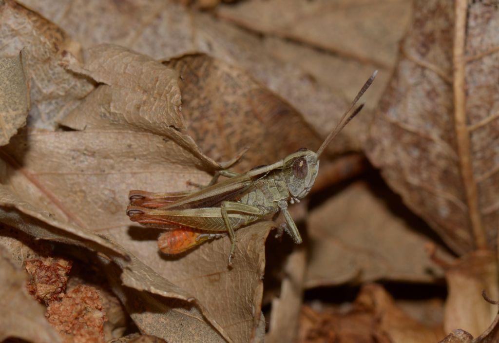 Acrididae: Gomphocerippus rufus ♂♀